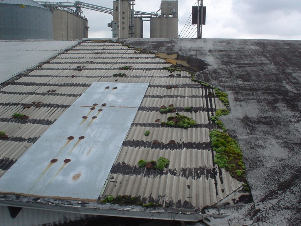 Corrugated Metal Roof Growing Mold